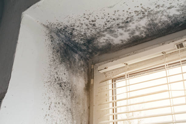 Affordable Mold Cleanup solutions in Gettysburg, PA